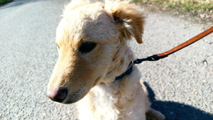 Raffi, aktives Hundekind, ca. 4 Monate, ca. 41 cm, ca. 10kg Bild 3
