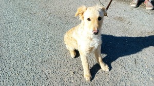 Raffi, aktives Hundekind, ca. 4 Monate, ca. 41 cm, ca. 10kg Bild 2