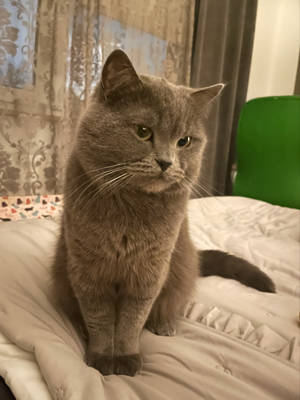 Exklusiver BKH Deckkater Simon   Ihre Katze verdient nur das Beste! Bild 7