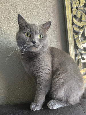 Exklusiver BKH Deckkater Simon   Ihre Katze verdient nur das Beste! Bild 3