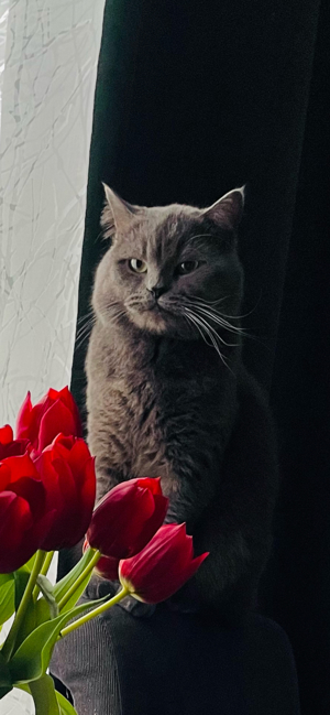 Exklusiver BKH Deckkater Simon   Ihre Katze verdient nur das Beste! Bild 5