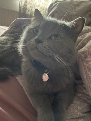 Exklusiver BKH Deckkater Simon   Ihre Katze verdient nur das Beste! Bild 4