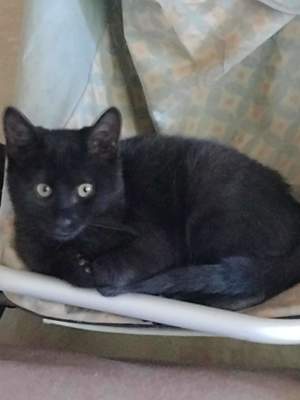 Katze, ca 10 Mon