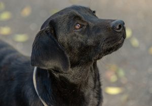 Labrador Retriever pedigree FCI  Bild 2