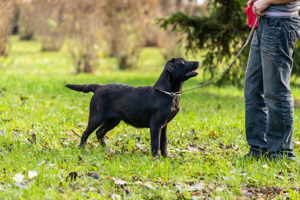 Labrador Retriever pedigree FCI  Bild 4
