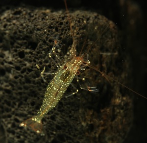 Caridina longidigita - Pink Boxer Shrimp - Sulawesi Fächergarnele