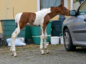 Hengst Fohlen - Braunschecke - Pinto - Pony Bild 4