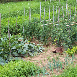 Gartengrundstück gesucht