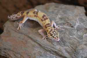 Leopardgecko Super Giant 0.1  Bild 4