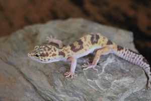 Leopardgecko Super Giant 0.1  Bild 3