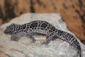 Leopardgecko Weibchen Black Night Mack Snow mix 0. 1 aus eigener Zucht Bild 2