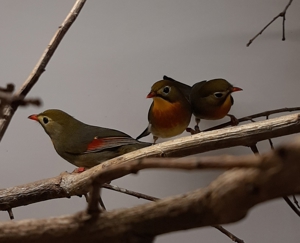 Chinesische Nachtigall ( Leiothrix lutea )