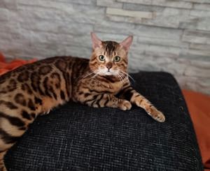 Bengal Cat (Deckkater) DIEGO Bild 1