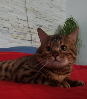 Bengal Cat (Deckkater) DIEGO Bild 2