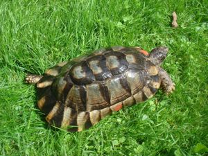 Breitrandschildkröte, Testudo marginata, NZ 2000, GECHIPT