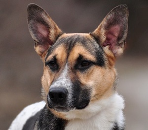 Danny - kinderfreundlich,stubenrein, mithin der perfekte Hund für eine aktive Familie