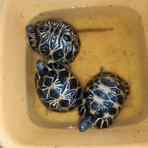 Gruppe von 7 Radiata Strahlenschildkröten abzugeben  Bild 2