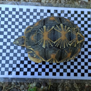 Gruppe von 7 Radiata Strahlenschildkröten abzugeben  Bild 7