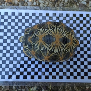 Gruppe von 7 Radiata Strahlenschildkröten abzugeben  Bild 8