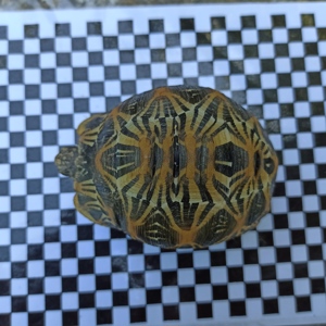 Gruppe von 7 Radiata Strahlenschildkröten abzugeben  Bild 9