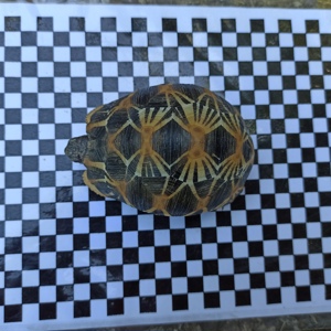 Gruppe von 7 Radiata Strahlenschildkröten abzugeben  Bild 12