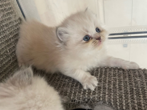 Perser kitten mit Blauen Augen  Bild 5