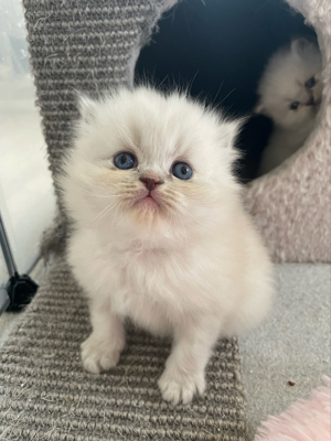 Perser kitten mit Blauen Augen  Bild 6