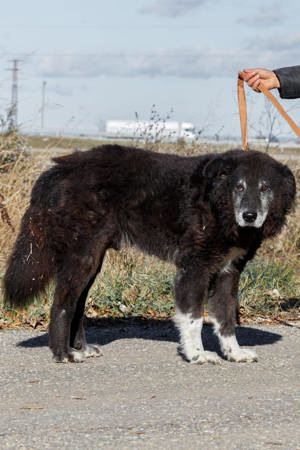 Buddy, großer Senior, ca. 9 Jahre, ca. 36 kg, ca. 60 cm