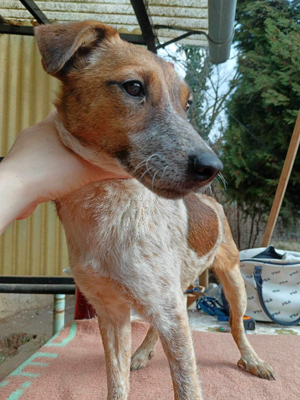 Irina, fröhliches Hundemädchen, ca. 9 Monate, ca. 6 kg, ca. 28 cm  Bild 5
