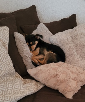 Chihuahua Hündin Bild 1