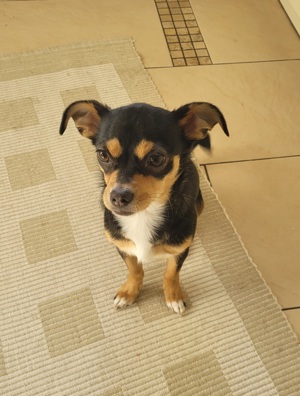 Chihuahua Hündin Bild 4