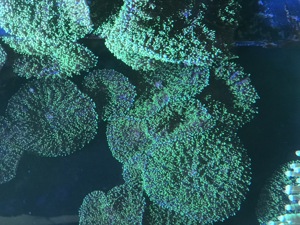 Korallen Meerwasser Anemone Scheibenanemone Fungia Euphilia  Bild 2