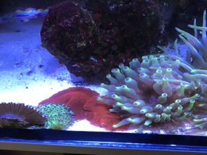 Korallen Meerwasser Anemone Scheibenanemone Fungia Euphilia  Bild 3