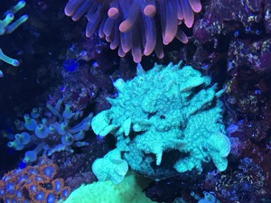 Korallen Meerwasser Anemone Scheibenanemone Fungia Euphilia  Bild 4