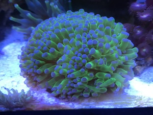 Korallen Meerwasser Anemone Scheibenanemone Fungia Euphilia  Bild 1
