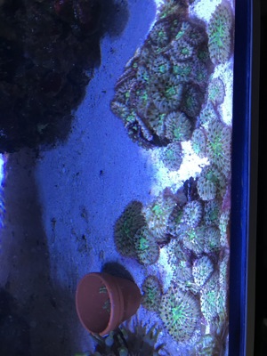 Korallen Meerwasser Anemone Scheibenanemone Fungia Euphilia  Bild 6