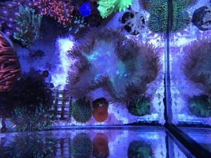Korallen Meerwasser Anemone Scheibenanemone Fungia Euphilia  Bild 5
