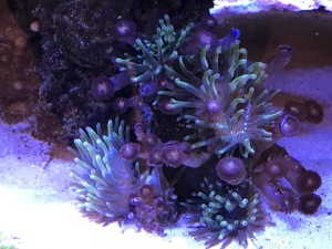 Korallen Meerwasser Anemone Scheibenanemone Fungia Euphilia  Bild 8