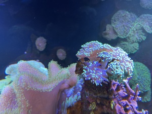 Korallen Meerwasser Anemone Scheibenanemone Fungia Euphilia  Bild 7