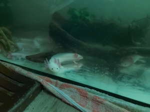 junge Axolotl kostenlos abzugeben 