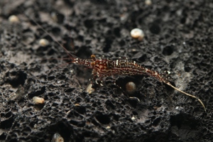 Caridina poso - White Orchid - Geröllgarnele - Sulawesi Garnele