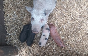 Tea Cup Minischweine Minischwein Ferkel Sau Eber Schwein 