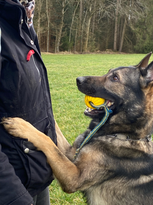 Hundeschule - Hundetraining 