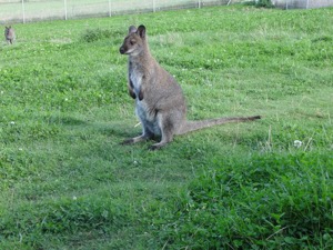 Wallaby Weibchen Bild 2