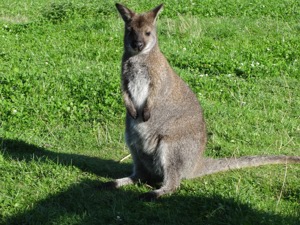 Wallaby Weibchen Bild 1