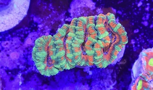 Unterschiedliche Korallen-Ableger  Bild 5