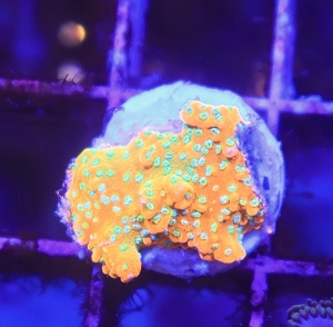 Unterschiedliche Korallen-Ableger  Bild 1