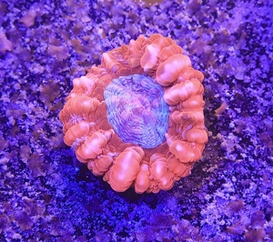 Unterschiedliche Korallen-Ableger  Bild 9