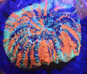 Unterschiedliche Korallen-Ableger  Bild 10