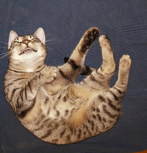 Gizella, verschmuste Katzendame, ca. 2 Jahre Bild 10
